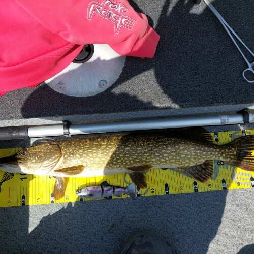 Bewertung von Möbeltischlerei für das Produkt 4D Line Thru Trout SS 20 cm / 93 g / Lean Bream (H&B Edition)